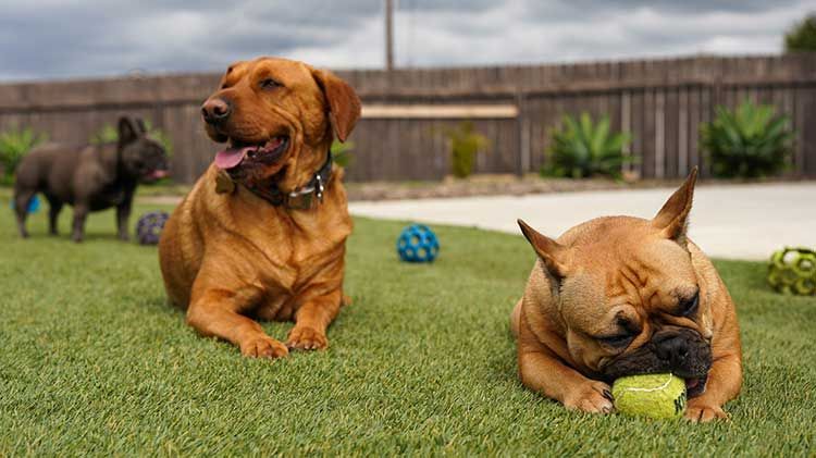 brgg-paws-on-post-frenchie-with-ball.jpg