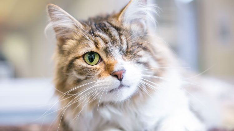 BOSS Volunteer - Blind Cat Rescue & Sanctuary