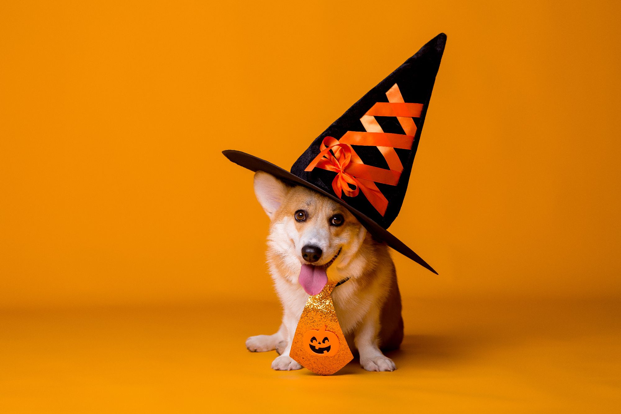 dog halloween.jpeg